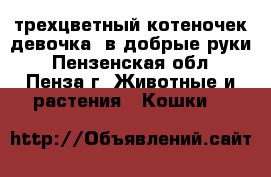 трехцветный котеночек(девочка) в добрые руки - Пензенская обл., Пенза г. Животные и растения » Кошки   